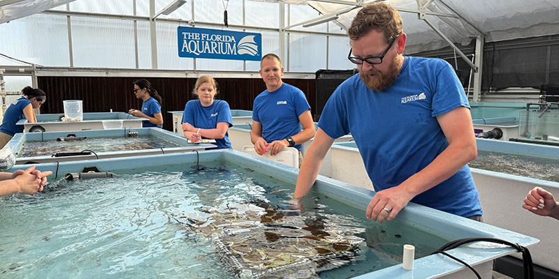 Volunteers from the Coral Conservation Center transporting corals