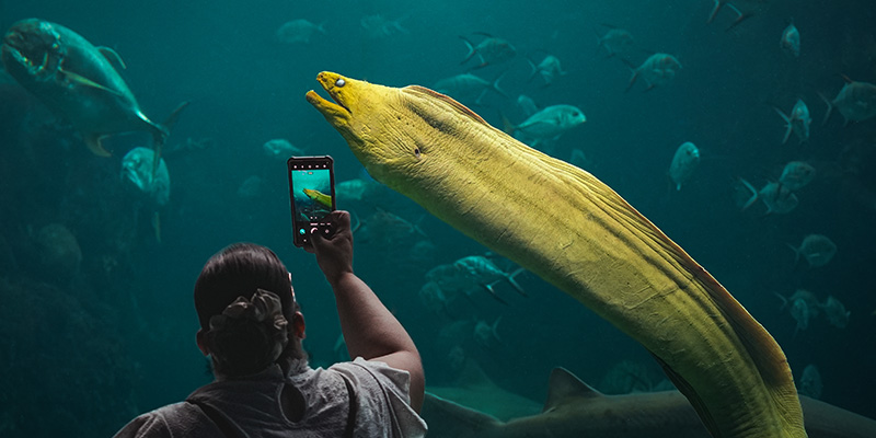 Green Moray Eel swimming as a guest of the Florida Aquarium takes a photo