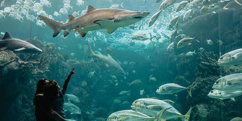 Child and parent enjoying the shark at the florida aquarium