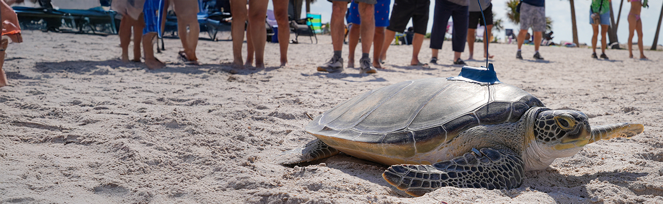 The Florida Aquarium releases Buckley the sea turtle with satellite tracking in Feb 2025