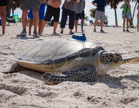 The Florida Aquarium releases Buckley the sea turtle with satellite tracking in Feb 2025
