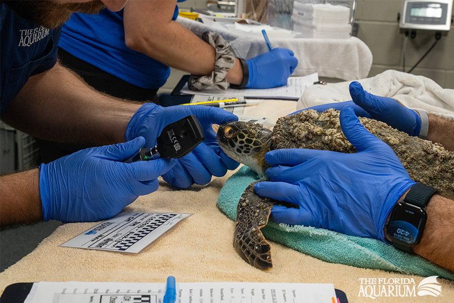 The Florida Aquarium Green sea turtle intake at the Sea Turtle Rehabilitation Center in Apollo Beach Florida February 2025