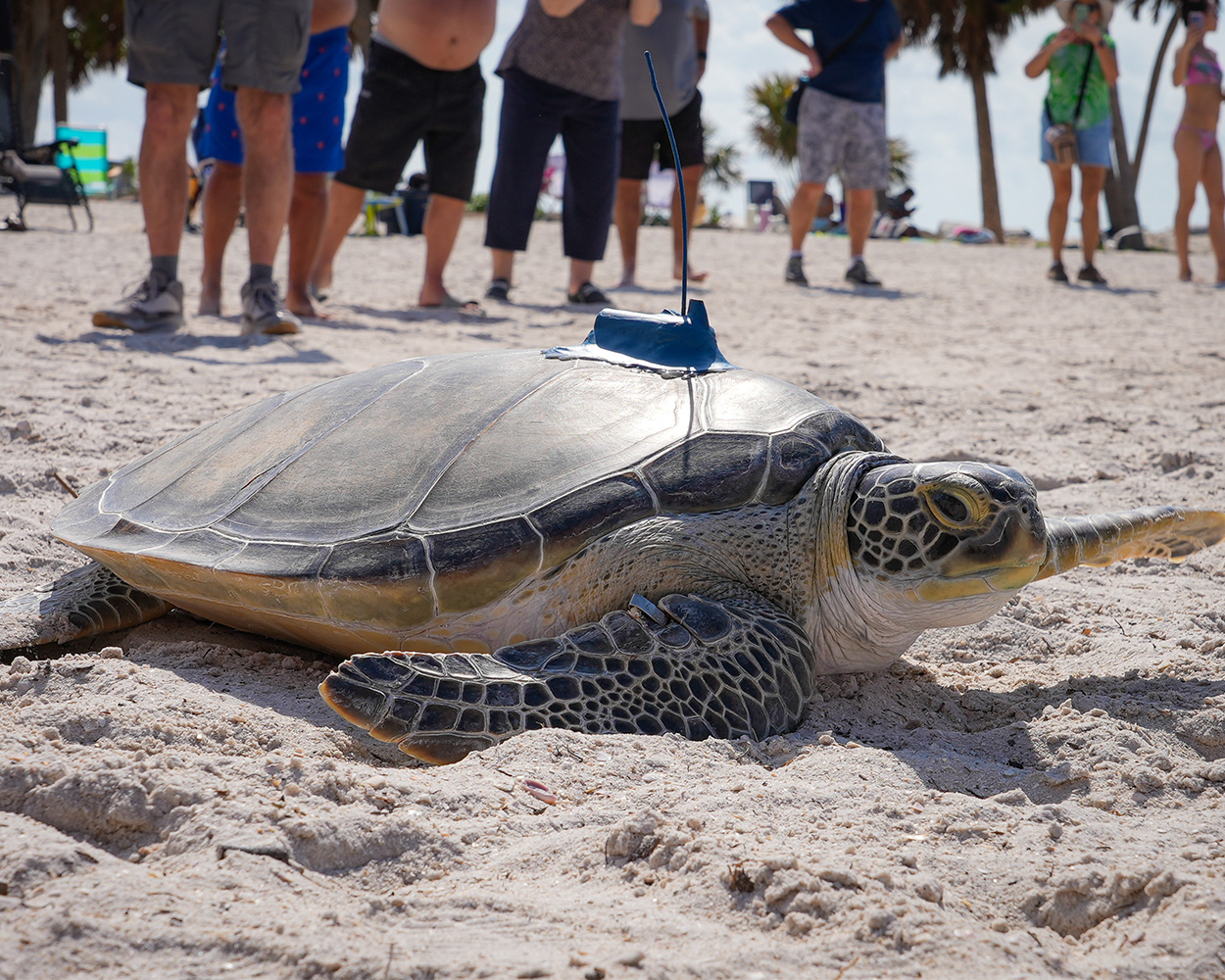 The Florida Aquarium Buckley green sea turtle release february 12 2025