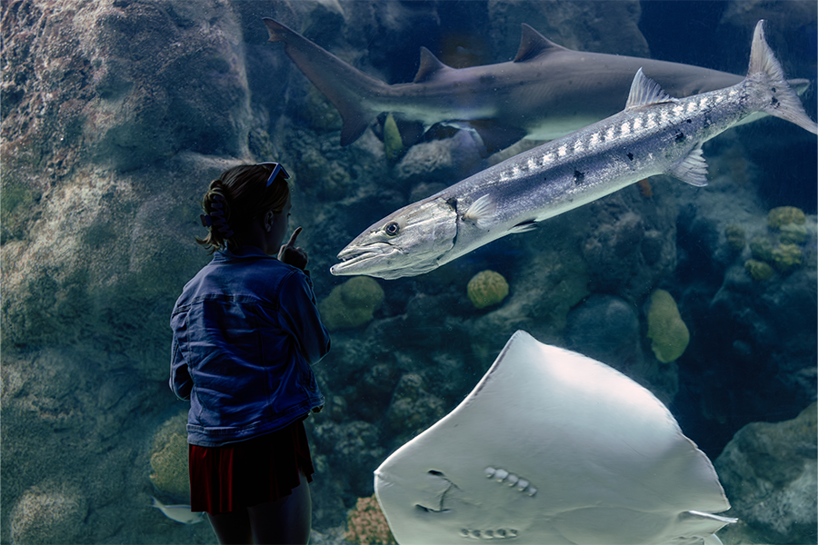 Little girl looking at a stingray and baracuda at The Florida Aquarium