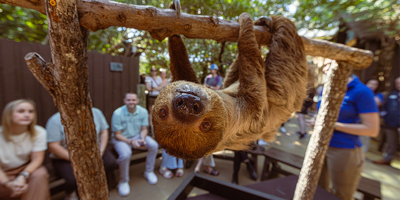 Sloth looking at the camera during the sloth encounter at The Florida Aquarium