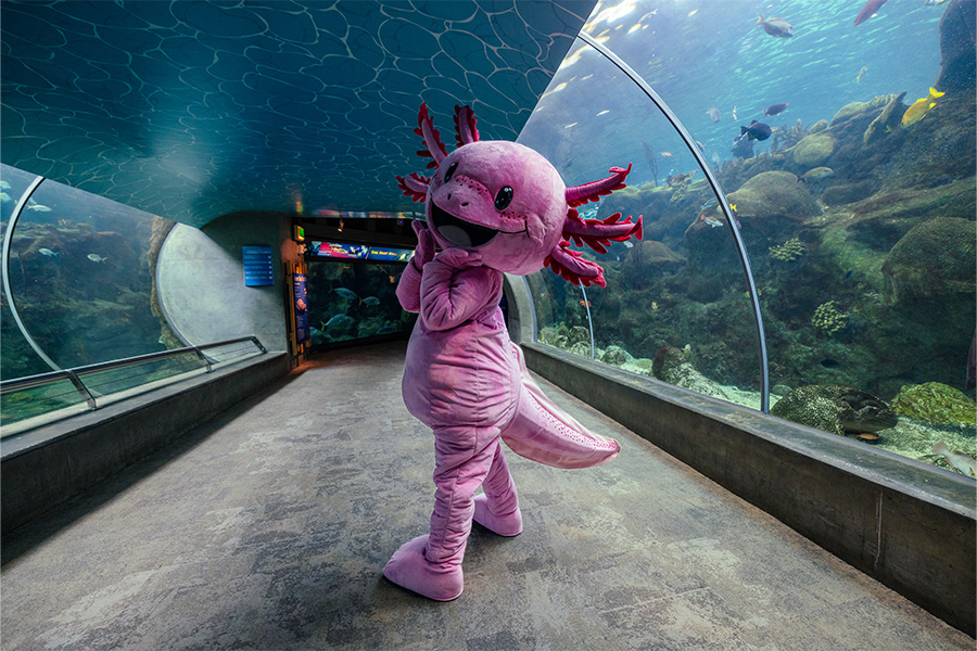 TFA_Axolotl costume character standing in the Coral Reefs tunnel