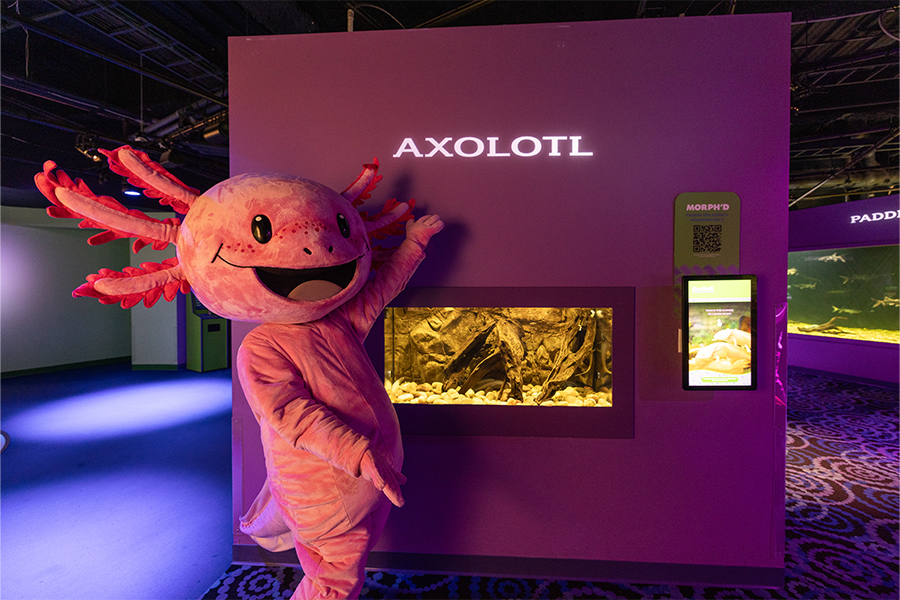 TFA_Axolotl costume character standing next to the axolotl habitat in MORPH'D