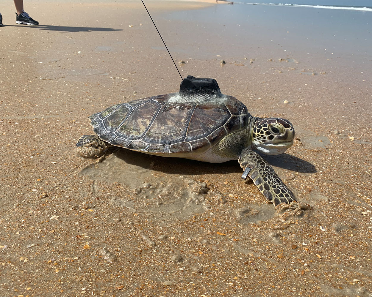 TFA_Cassi green sea turtle released August 25 2021
