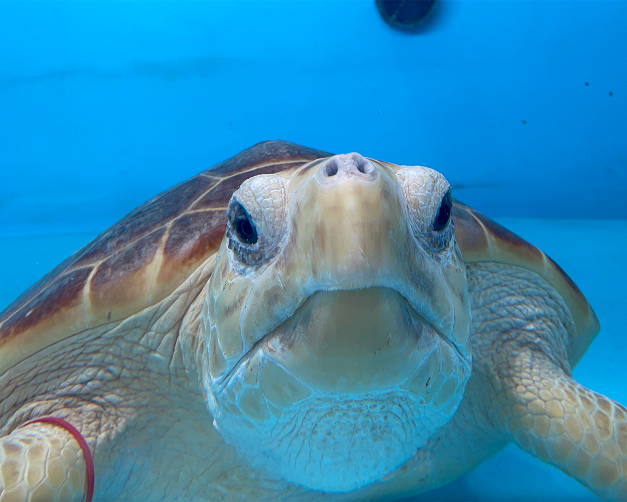 TFA_Fusa loggerhead sea turtle released May 19 2022