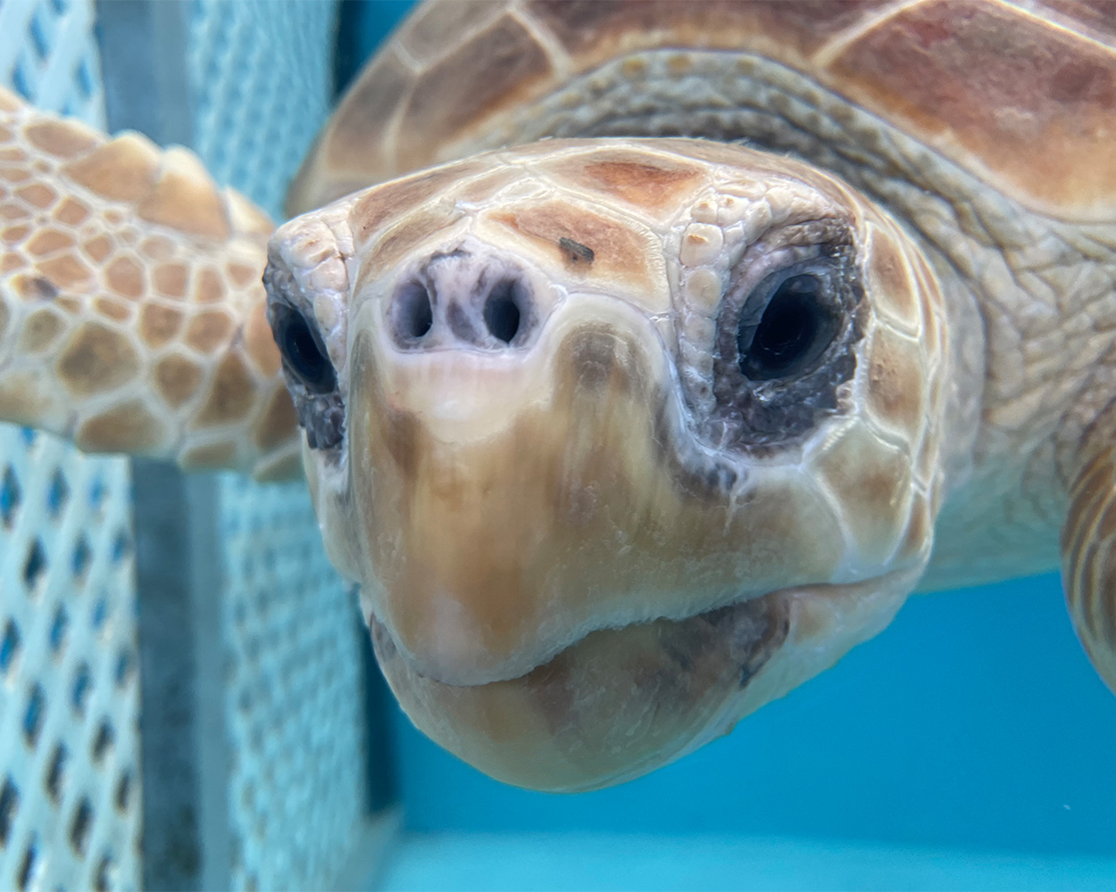 TFA_Monty loggerhead sea turtle released May 19 2022