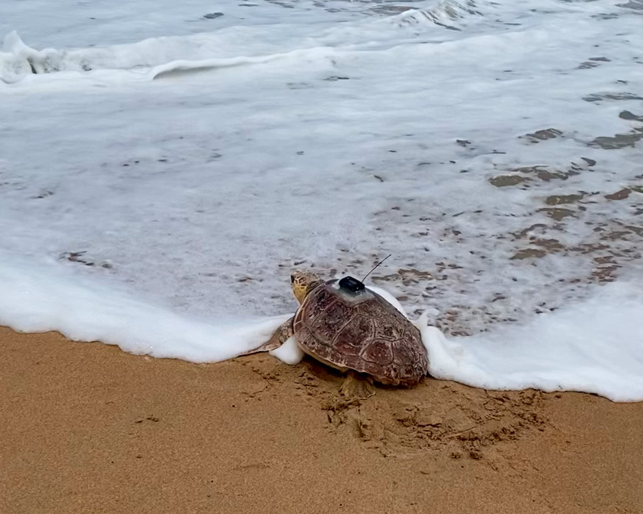 TFA_Palmer loggerhead sea turtle released April 21 2022