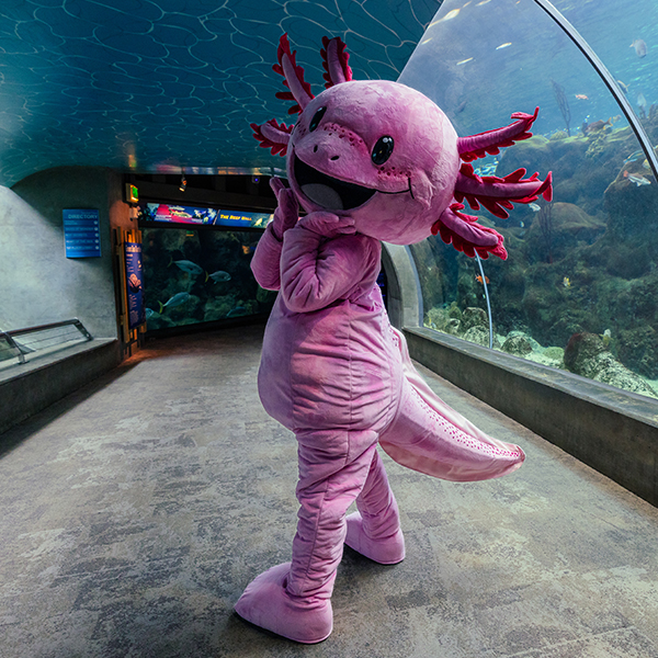 TFA_Pink axolotl costume character in Coral Reefs tunnel