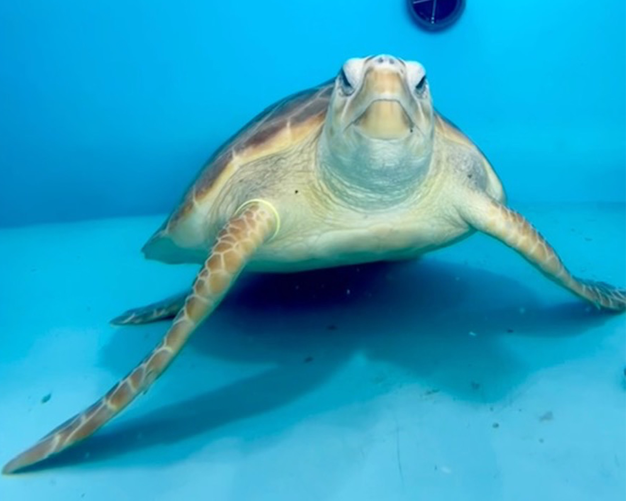 TFA_Sid loggerhead sea turtle released July 20 2022