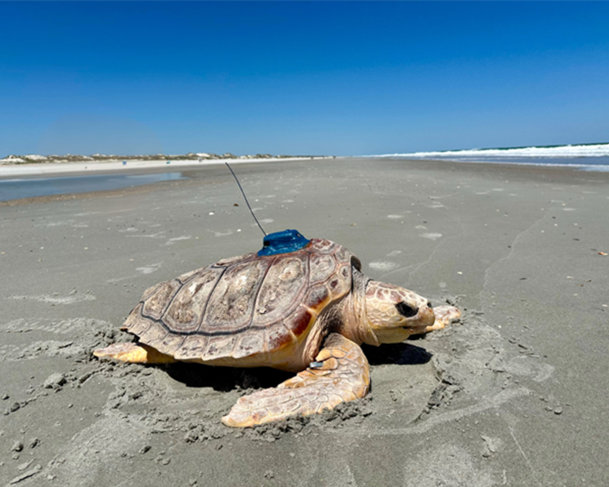 The Florida Aquarium Ari loggerhead sea turtle release april 16 2025_1250x1000