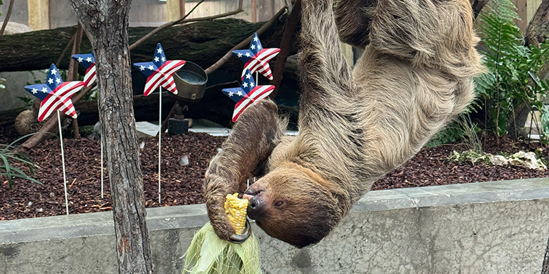 Sloth eating corn while hanging at The Florida Aquarium