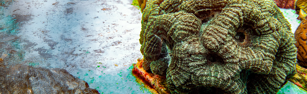 Spiny Flower Coral at The Florida Aquarium Coral Conservation and Research Center in Apollo Beach
