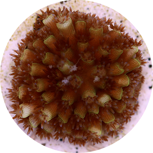 Close up of coral baby at The Florida Aquarium Coral Conservation and Research Center in Apollo Beach FL