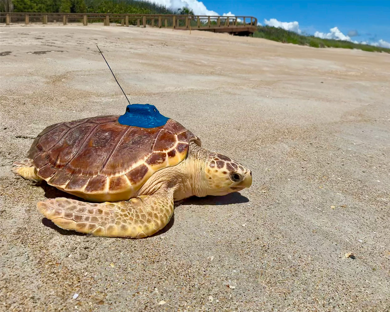 TFA_Davis loggerhead sea turtle released june 25 2025