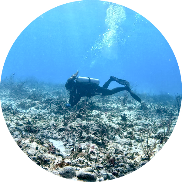 The Florida Aquarium staff in SCUBA gear outtplanting coral in the Florida Keys
