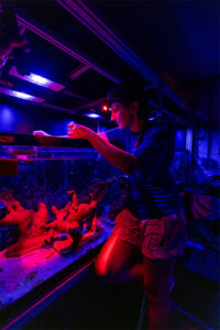 Female employee collecting coral spawn July 2025 at The Florida Aquarium Coral Conservation and Research Center in Apollo Beach, FL