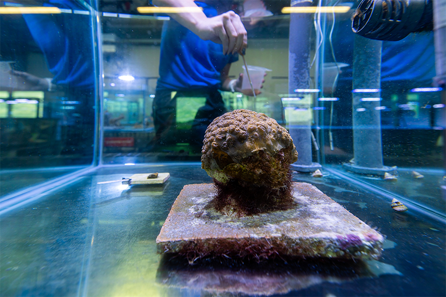 Female employee feeding elliptical star coral July 2025 at The Florida Aquarium Coral Conservation and Research Center in Apollo Beach, FL