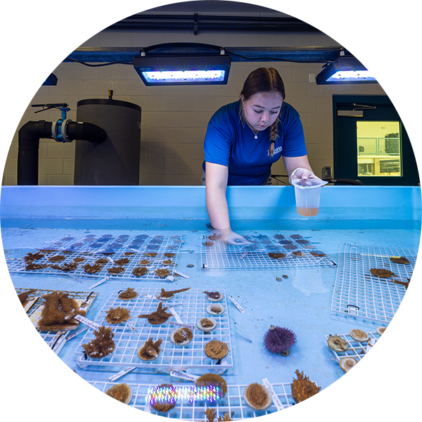 Female intern feeding coral under water at The Florida Aquarium Coral Conservation and Research Center in Apollo Beach FL