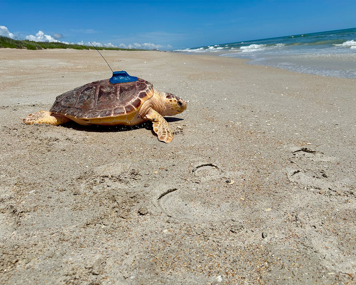 TFA_Largo loggerhead sea turtle release june 25 2025