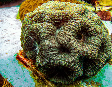 Spiny Flower Coral at The Florida Aquarium Coral Conservation and Research Center in Apollo Beach