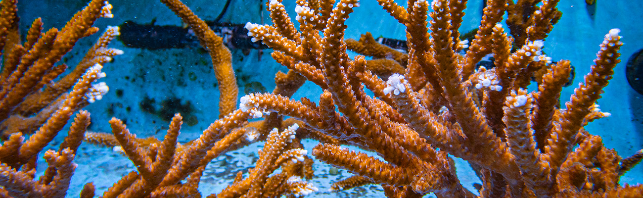 Staghorn coral at The Florida Aquarium Coral Conservation and Research Center in Apollo Beach FL
