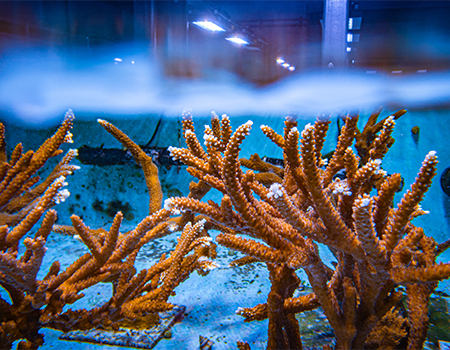 Staghorn coral at The Flordia Aquarium Coral Conservation and Research Center in Apollo Beach FL
