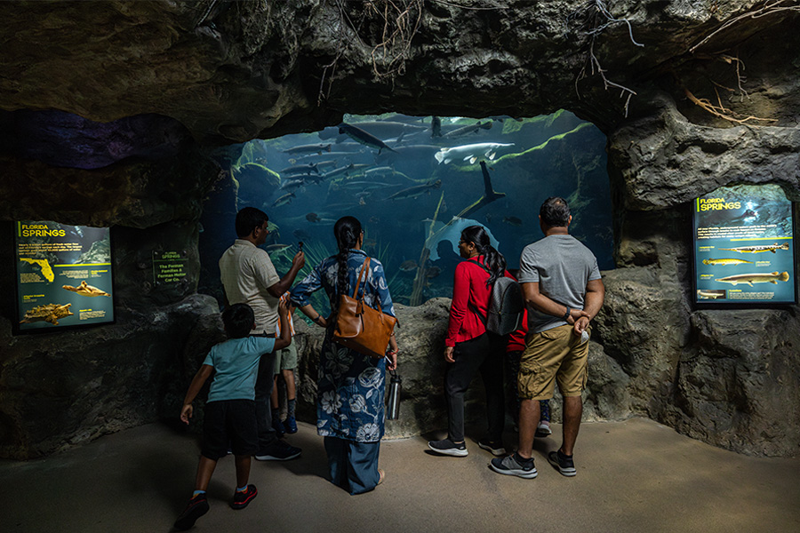 Family looking at fish swimming in the Wetlands of Florida gallery at The Florida Aquarium in Tampa, FL