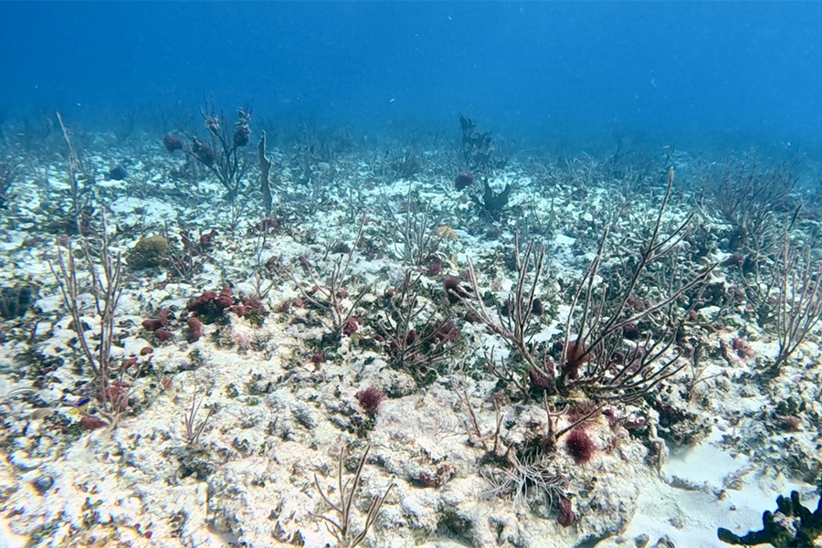 Underwater photo of coral in Floridas Coral Reef