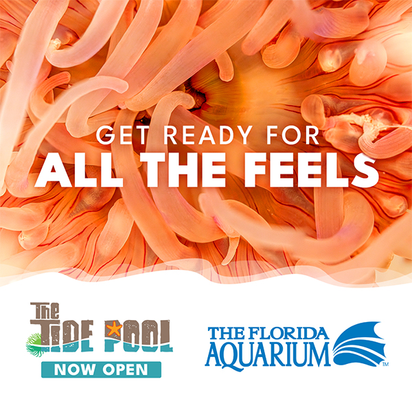 Get Ready For All The Feels The Tide Pool Now Open at The Florida Aquarium