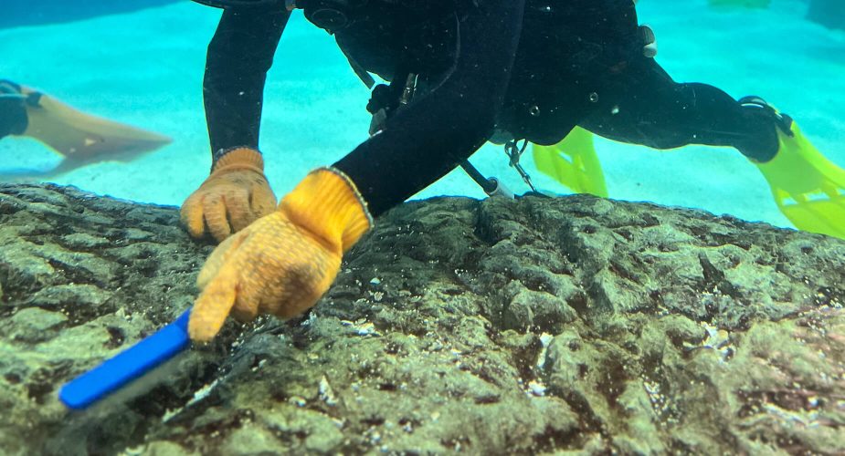 Dive Volunteer | The Florida Aquarium
