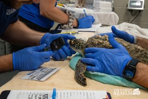 Sea Turtle Conservation | The Florida Aquarium