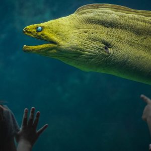Sand Tiger Shark | The Florida Aquarium