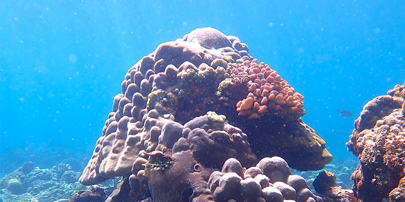 Coral in the ocean