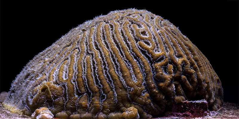 Brain Coral spawning at the Florida Aquarium Apollo Beach Campus