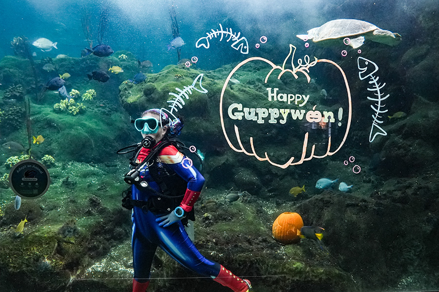 Guppyween Diver in water at The Florida Aquarium