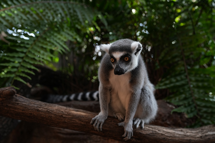 Lemur in the Lemur Lookout Habitat at The Florida Aquarium