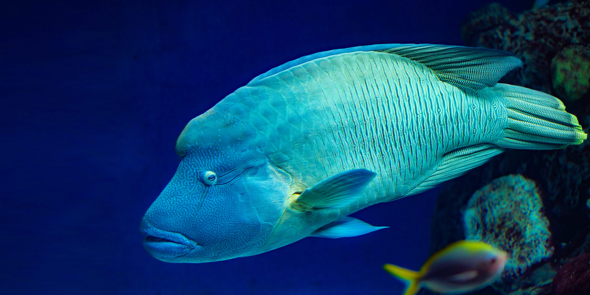 Napoleon Fish Size Napoleon Fish Size