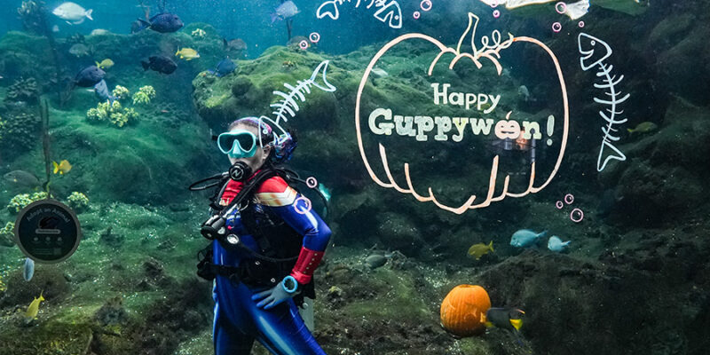 Guppyween Diver in water at The Florida Aquarium
