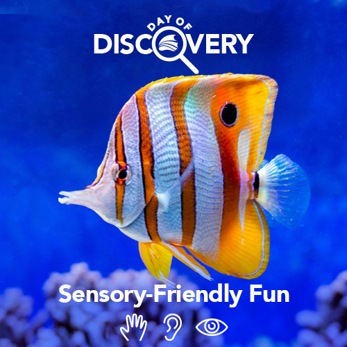 The Florida Aquarium Day of Discovery Sensory-Friendly Fun