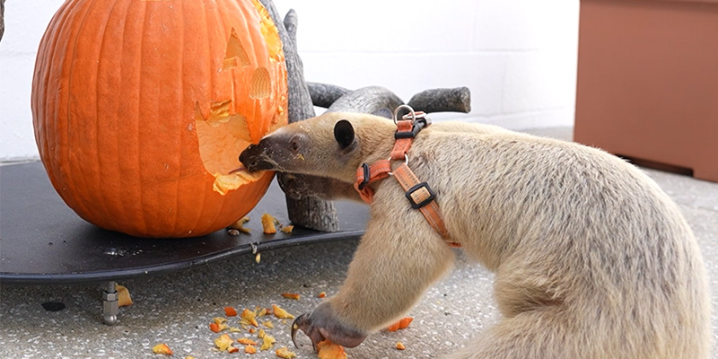 Tamandua eating pumpkin during Halloween at the Florida Aquarium
