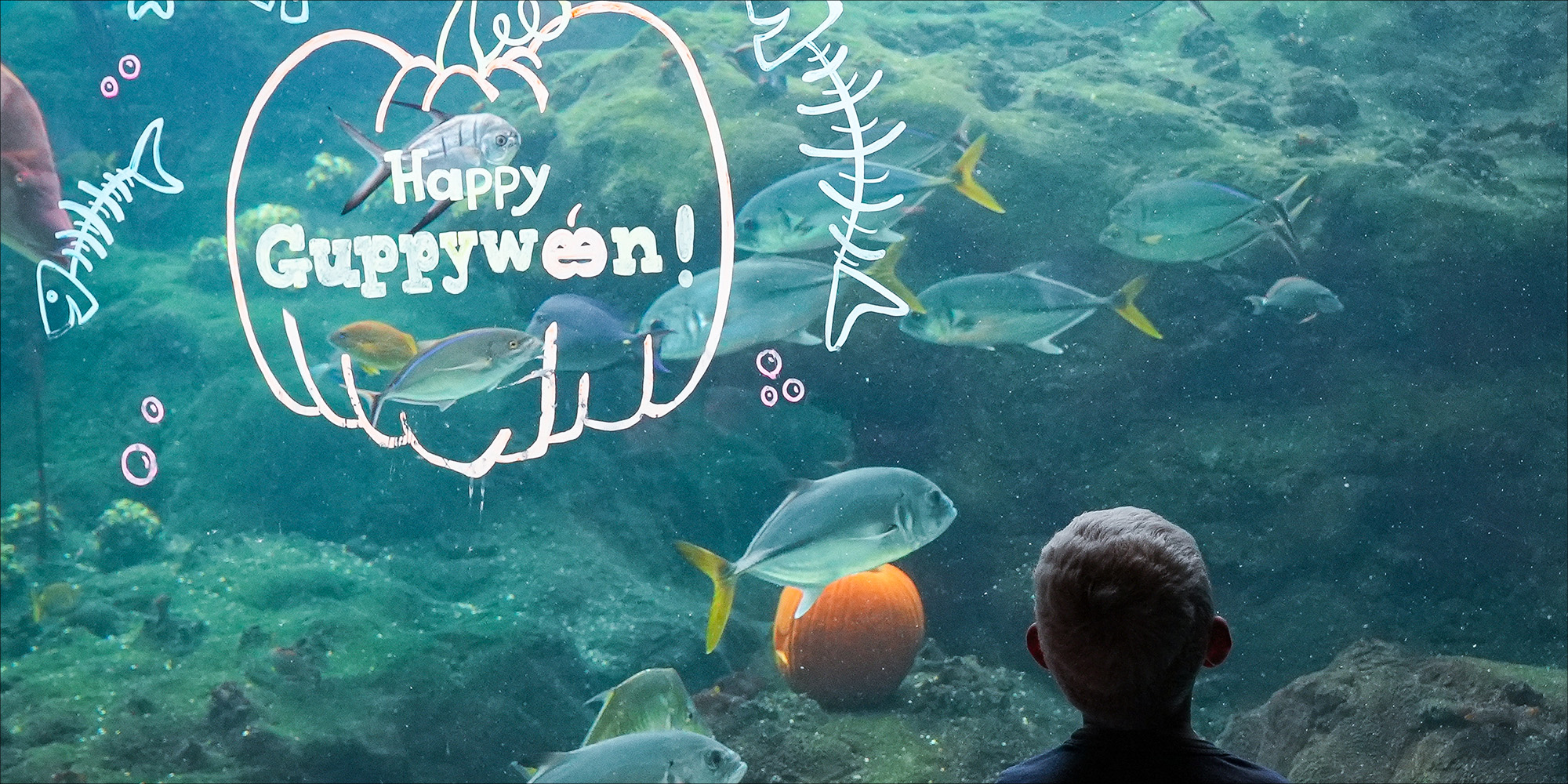 Little-boy-with-fish-and-a-pumpkin-drawing-on-the-glass at Guppyween at The Florida Aquarium