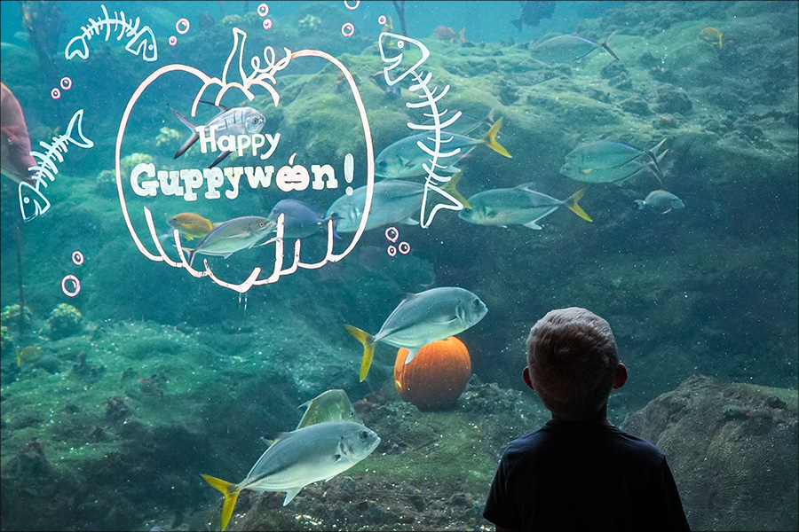 Little-boy-with-fish-and-a-pumpkin-drawing-on-the-glass at Guppyween at The Florida Aquarium