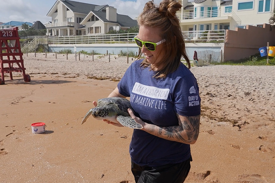 Sea Turtle being released by the Florida Aquarium Sea Turtle Rehab team.