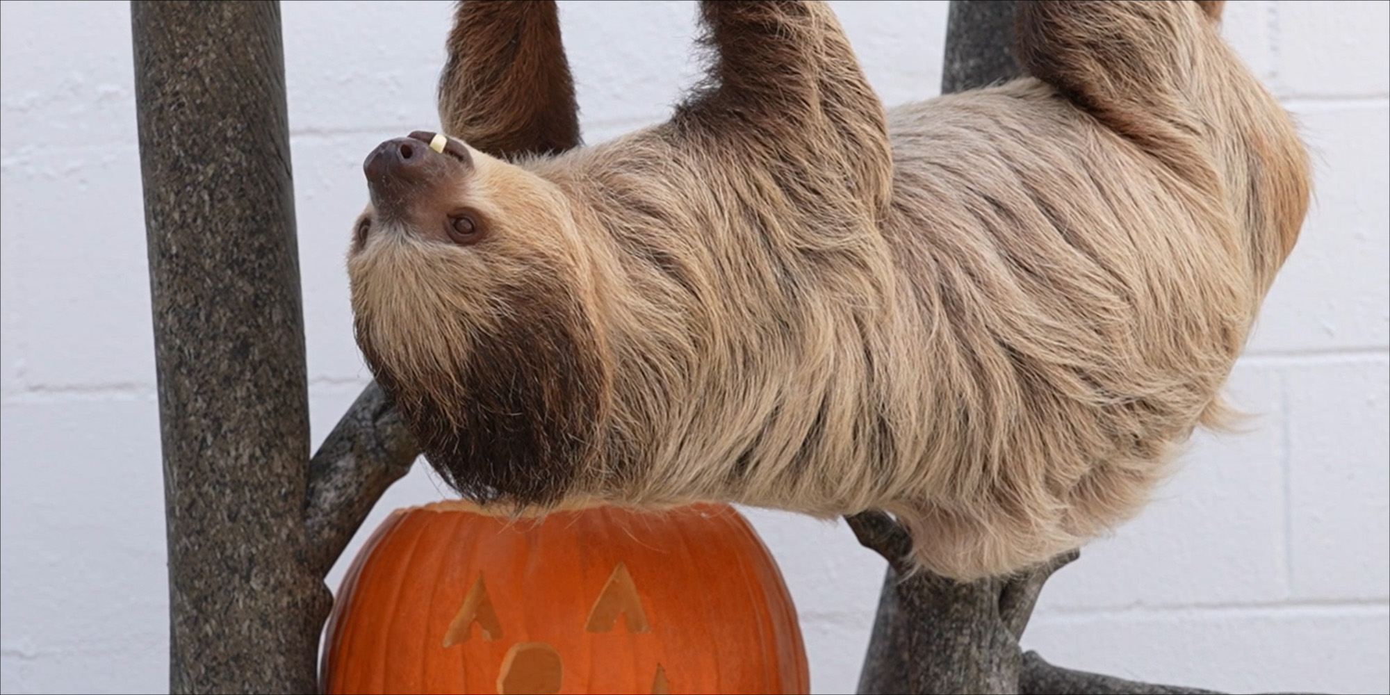 Sloth with a pumpkin at the Florida Aquarium during Guppyween
