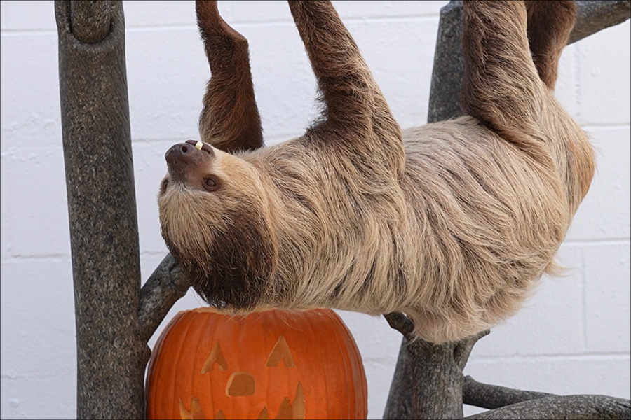 Sloth with a pumpkin at the Florida Aquarium during Guppyween