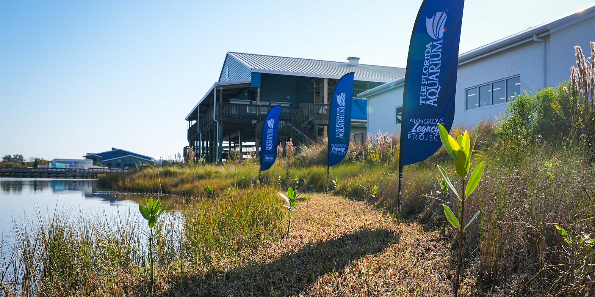 Mangrove propagules planted at The Florida Aquarium Apollo Beach campus with blue flags in the ground waving imprinted with The Florida Aquarium logo and the words Mangrove Legacy Project